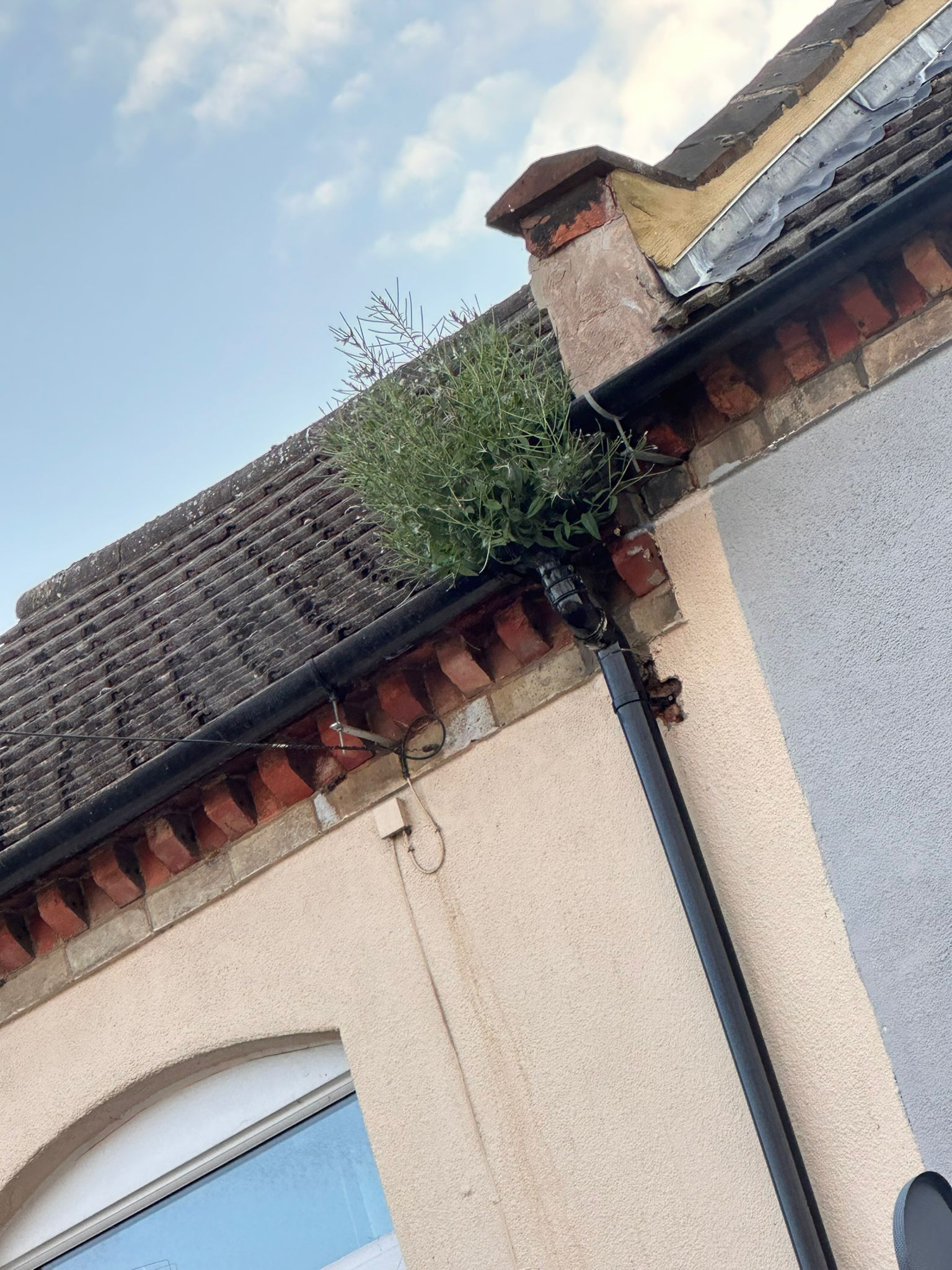 Weeds growing out of the gutter
